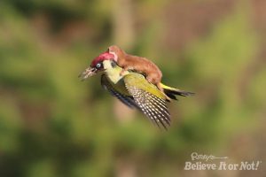 Weasel-and-Pecker-1-300x200