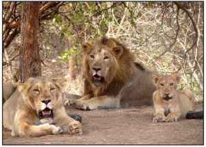 gir_lion-gir_forestjunagadhgujaratindia