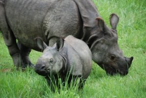 babyrhino_emiel-truijen